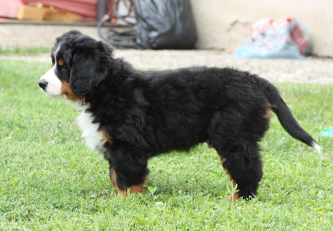 COLTYN Ladyca Bern - 8 týdnů/8weeks