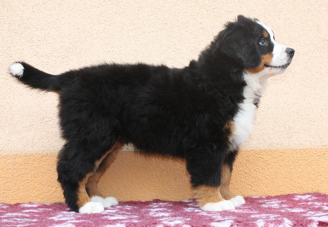 CORALIE Ladyca Bern - 8 týdnů/8weeks