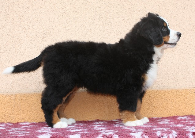 CORALIE Ladyca Bern - 8 týdnů/8weeks