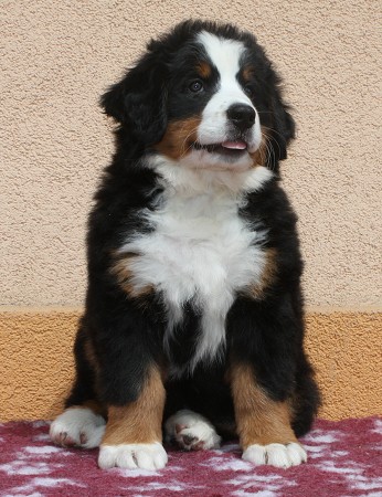 CORALIE Ladyca Bern - 8 týdnů/8weeks