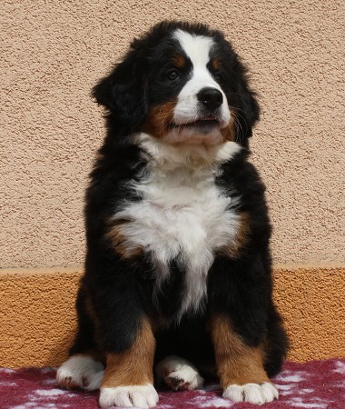 CORALIE Ladyca Bern - 8 týdnů/8weeks