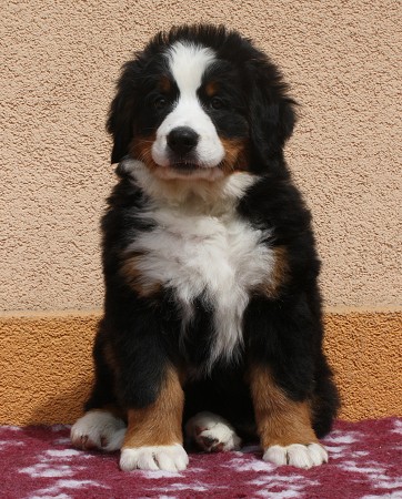 CORALIE Ladyca Bern - 8 týdnů/8weeks