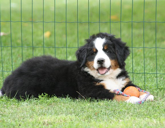 CORALIE Ladyca Bern - 8 týdnů/8weeks