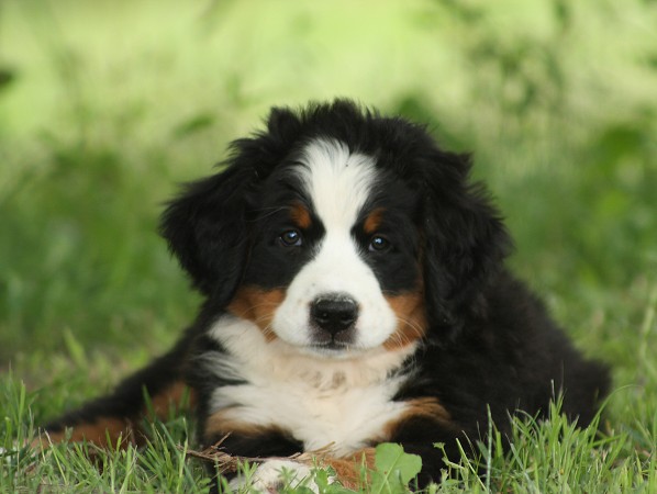 CORALIE Ladyca Bern - 8 týdnů/8weeks