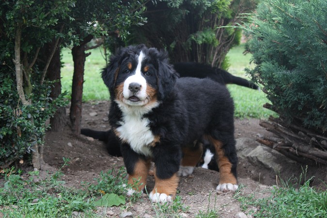 CORTEZ Ladyca Bern - 8 týdnů/8weeks