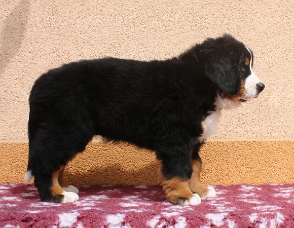 CORTEZ Ladyca Bern - 8 týdnů/8weeks