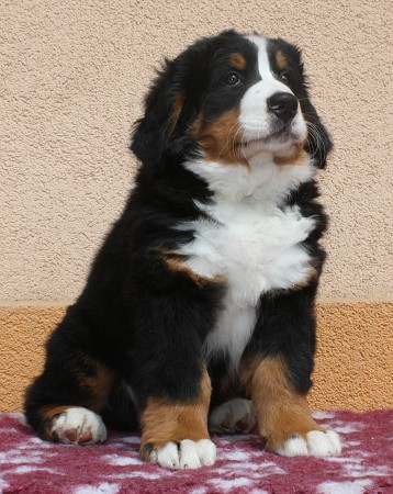 CORTEZ Ladyca Bern - 8 týdnů/8weeks