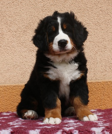 CORTEZ Ladyca Bern - 8 týdnů/8weeks
