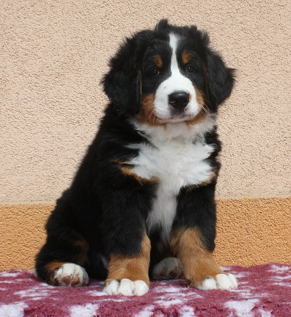CORTEZ Ladyca Bern - 8 týdnů/8weeks
