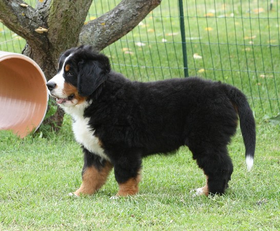 CORTEZ Ladyca Bern - 8 týdnů/8weeks