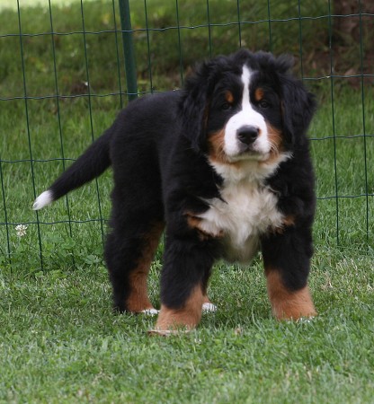 CORTEZ Ladyca Bern - 8 týdnů/8weeks