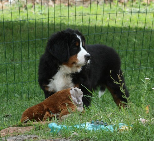 CORTEZ Ladyca Bern - 8 týdnů/8weeks