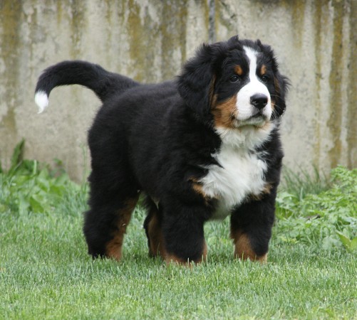 CORTEZ Ladyca Bern - 8 týdnů/8weeks