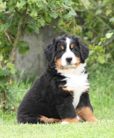 CORTEZ Ladyca Bern - 8 týdnů/8weeks