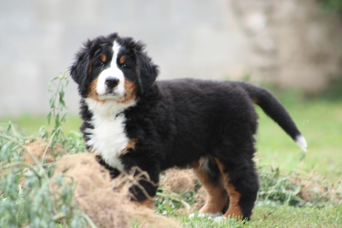 CORTEZ Ladyca Bern - 8 týdnů/8weeks